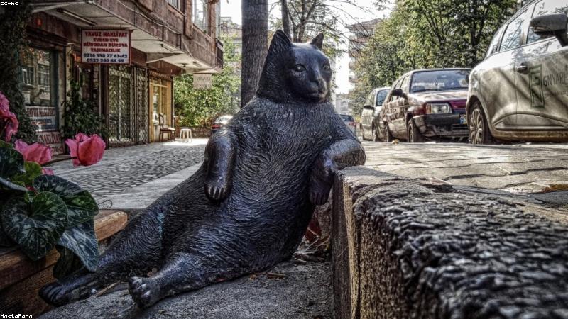 猫咪tv文章配图：一只猫咪专注地看着电视屏幕中的猫片画面
